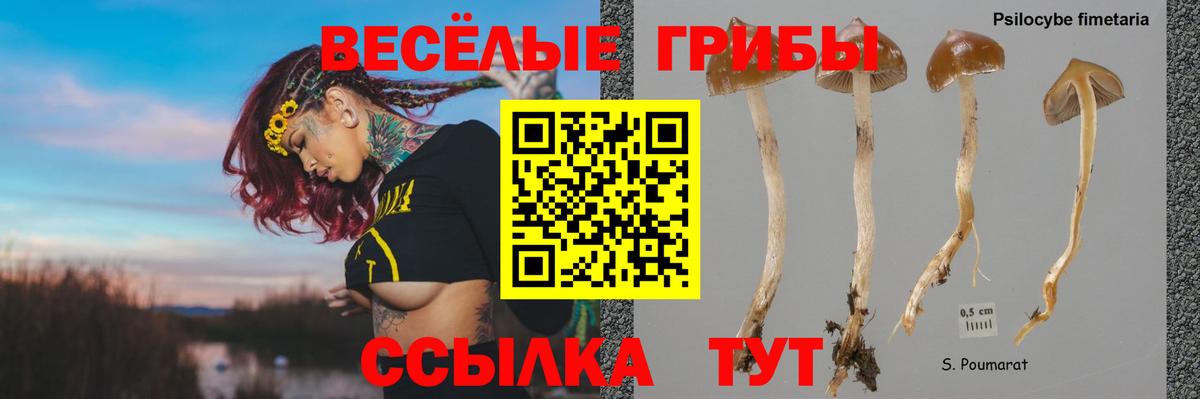 Галлюциногенные грибы Psilocybe Барнаул