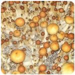 Псилоцибиновые (галлюциногенные)  грибы Psilocybin "Golden Teacher" в Барнауле